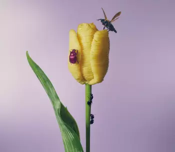 Aimyon: おいしいパスタがあると聞いて