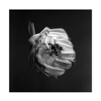 CD A Swarm Of The Sun: An Empire