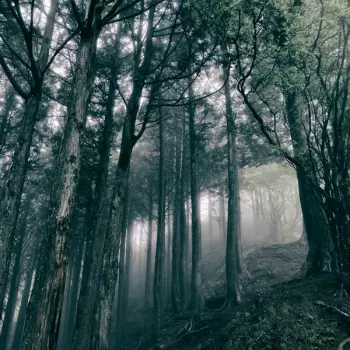 Akira Kosemura: In The Dark Woods