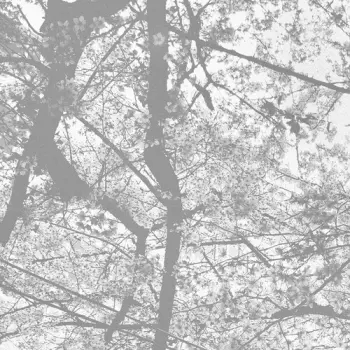 Black Rain: Obliteration Bliss