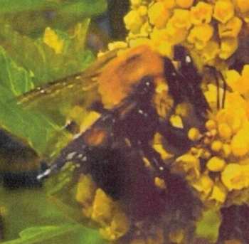 Album Broncho: Natural Pleasure