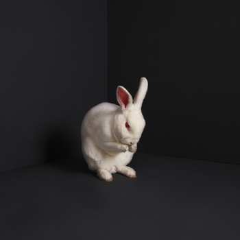 Album Brume: Rabbits