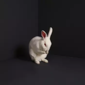 Brume: Rabbits