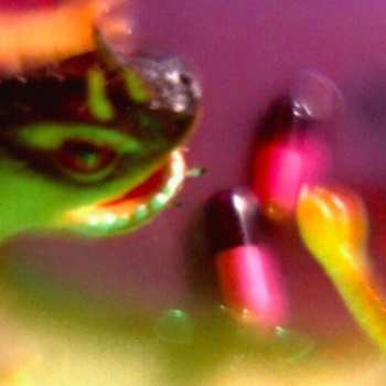 CD Bush Tetras: Take The Fall