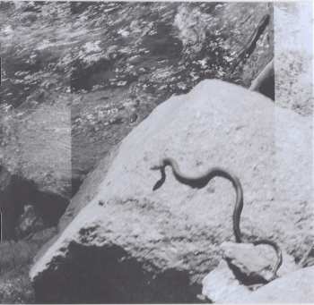 CD Cass McCombs: Heartmind