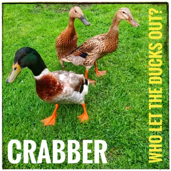 Crabber: Who Let The Ducks Out?