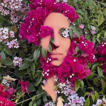 Album Daisy Press: Lieder - »you Are The Flower«