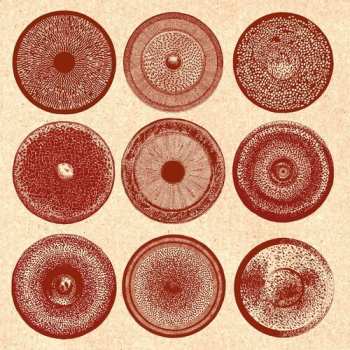 CD Ensemble Nist-nah: Spilla