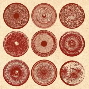 Ensemble Nist-nah: Spilla