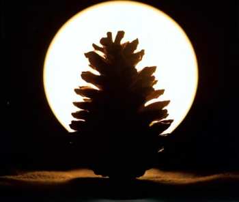 2LP Everest: Ghost Notes