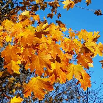 Album Finn Ritter: Ad