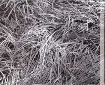 CD Frank Lozano Group: Colour Fields