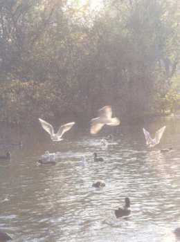 CD Haruka Nakamura: 青い森 IV -蔦屋書店の音楽-