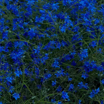 Jefre Cantu-Ledesma: Gift Songs