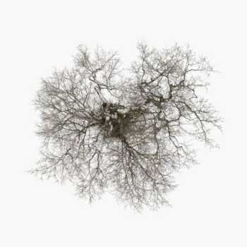 Album John Metcalfe: Tree