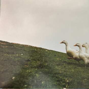 LP Kacey Musgraves: Deeper Well CLR