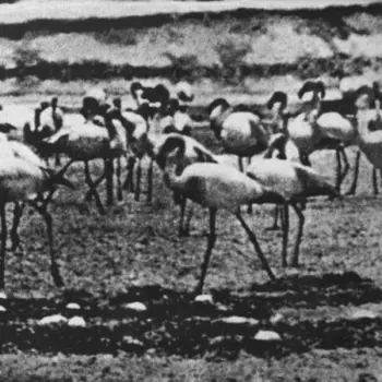 Kellarissa: Flamingo