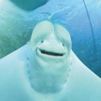 CD Midi Lidi: Give Masterpiece A Chance!