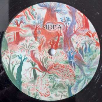 LP Noah Vanden Abeele: Magnolia