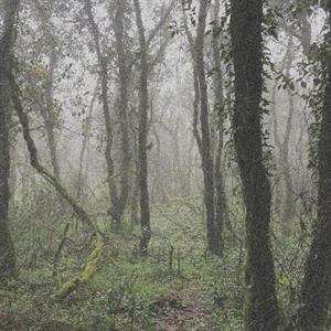 LP Orbe: El Bosque De La Niebla 520540