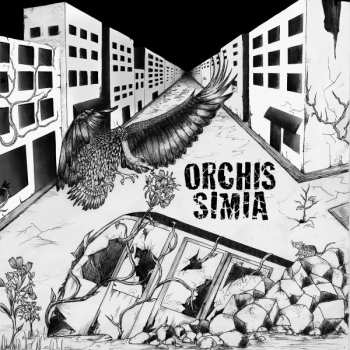 Album Orchis Simia: Orchis Simia