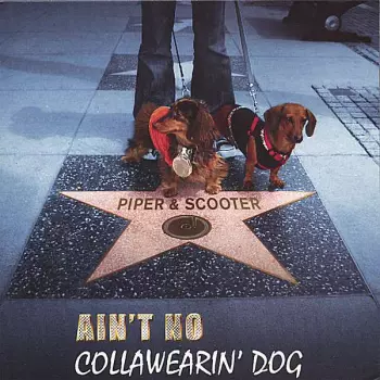 Piper & Scooter: Ain't No Collawearin' Dog