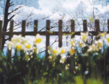 CD Spearmint: A Different Lifetime