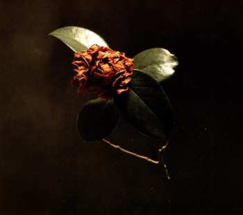 Album St. Paul & The Broken Bones: Young Sick Camellia
