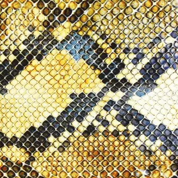 The Amazing Snakeheads: Amphetamine Ballads
