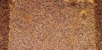 CD The Black Dog: My Brutal Life  LTD