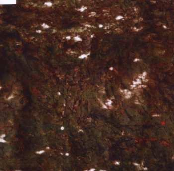 Album The Camatta: Aula