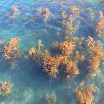 Album Turn On The Sunlight: Ocean Garden