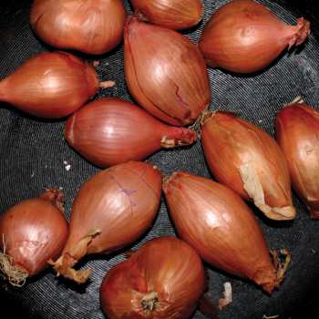 Ty Segall: Fried Shallots