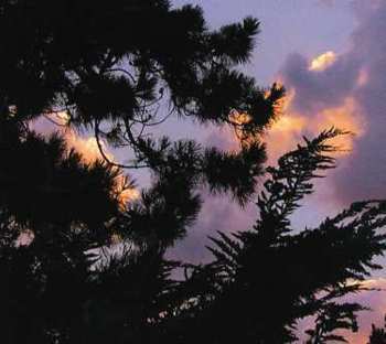 Album Wechsel Garland: Liberation Von History