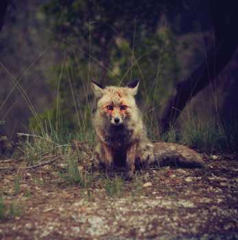 CD Winterpills: Love Songs