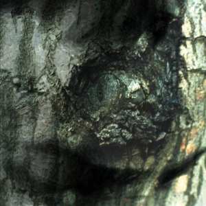 CD Yann Tiersen: The Waltz Of The Monsters 474001